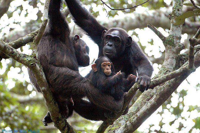 8-Day Murchison Falls, Chimp and Epic Gorilla Trekking - Private Uganda Wildlife Routing From Entebbe: How the Logistics Actually Feel