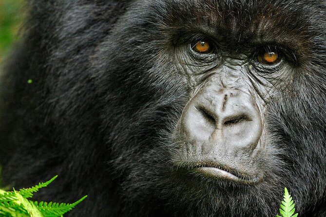 8-Day Murchison Falls, Chimp and Epic Gorilla Trekking - Kibale National Park and the Nile Delta: Chimp Trekking Plus a Birdwatcher’s Boat Day