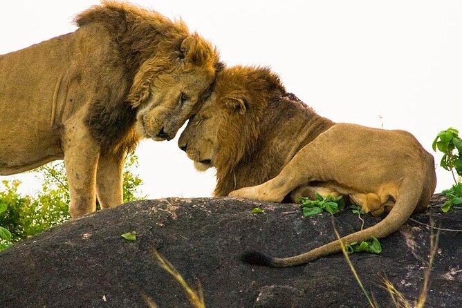 8-Day Murchison Falls, Chimp and Epic Gorilla Trekking - Ishasha Tree-Climbing Lions to Bwindi: A Route Change That Adds Meaning