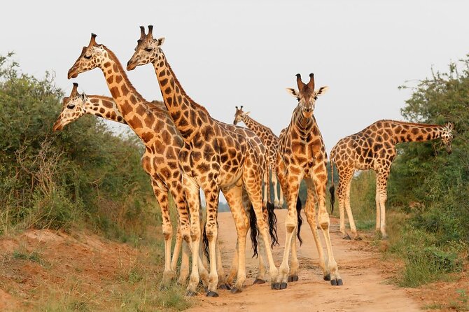 8-Day Murchison Falls, Chimp and Epic Gorilla Trekking - Guides, Organization, and What to Ask Before You Go