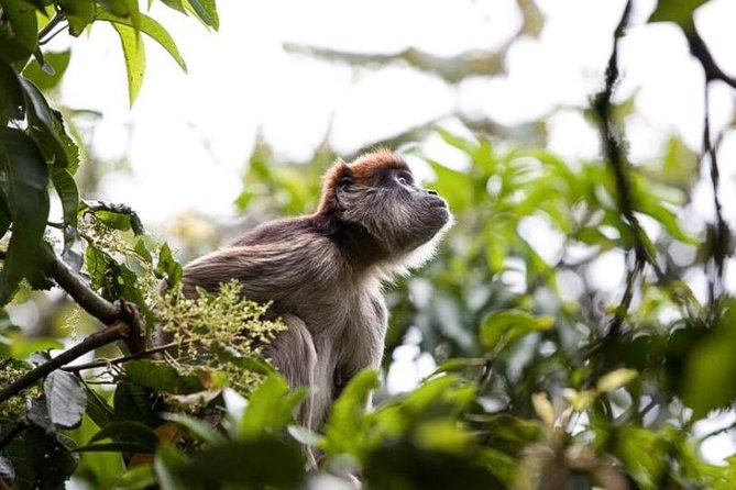 8-Day Murchison Falls, Chimp and Epic Gorilla Trekking Safari - Key highlights you’ll feel right away