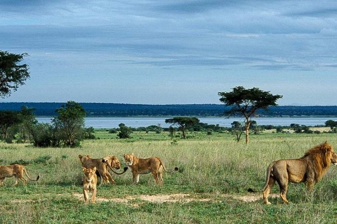 8-Day Murchison Falls, Chimp and Epic Gorilla Trekking Safari - Why this Uganda route makes sense for wildlife lovers