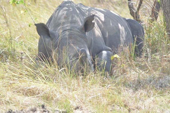 8 days Murchison Falls, Chimpanzee & Gorilla Trekking Safari - Key things that make this safari worth your attention