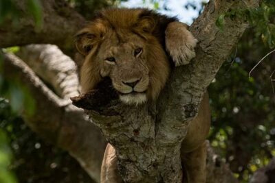 8 days Murchison Falls, Chimpanzee & Gorilla Trekking Safari - Day 1: Ziwa Rhino Sanctuary tracking and the move toward Murchison Falls