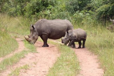 9 day Gorilla Trekking, Chimpanzee & Wilderness Safari (mid-range) - Day 1: Ziwa Rhino trek on foot, then Murchison Falls rapids views