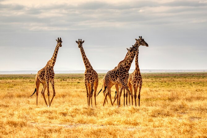 9 Days Uganda Wildlife Safaris, Gorilla Trekking & Hiking - Kibale Forest and Kanyanchu: primates early, then on to Queen Elizabeth