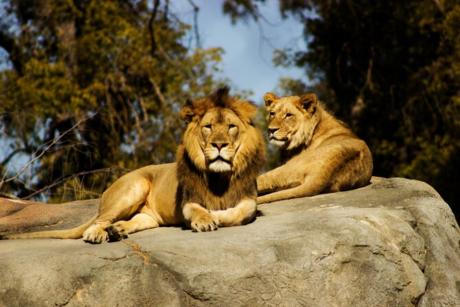 9 Days Uganda Wildlife Safaris, Gorilla Trekking & Hiking - Kampala/Entebbe finish: a final game drive and a gentle landing