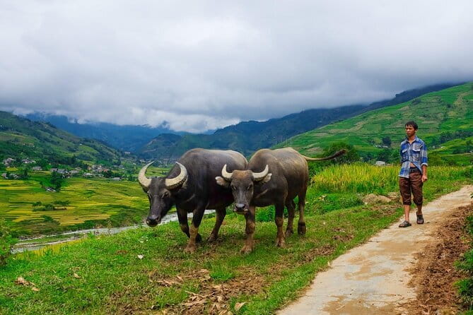A day Trek to Rice Field in LaoChai-Tavan village-MuongHoa valley - Muong Hoa Valley: the big views, minus the stress