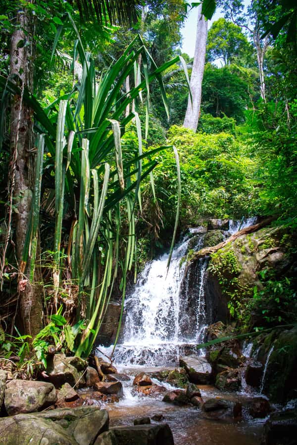 A Jungle-to-Sea Kayaking & Trekking Adventure in Phuket - Why This Jungle-to-Sea Route Feels Like Real Phuket