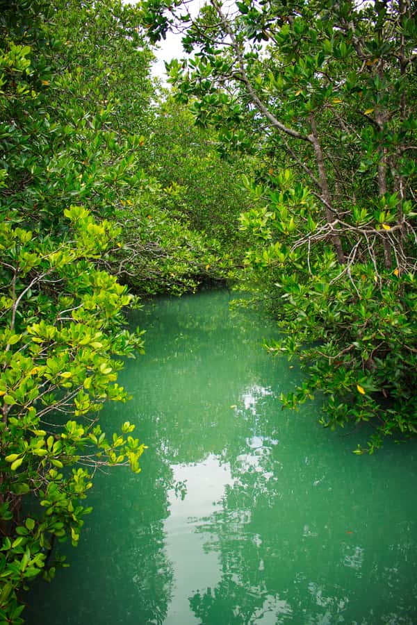 A Jungle-to-Sea Kayaking & Trekking Adventure in Phuket - Who This Tour Suits Best (and Who Might Skip It)