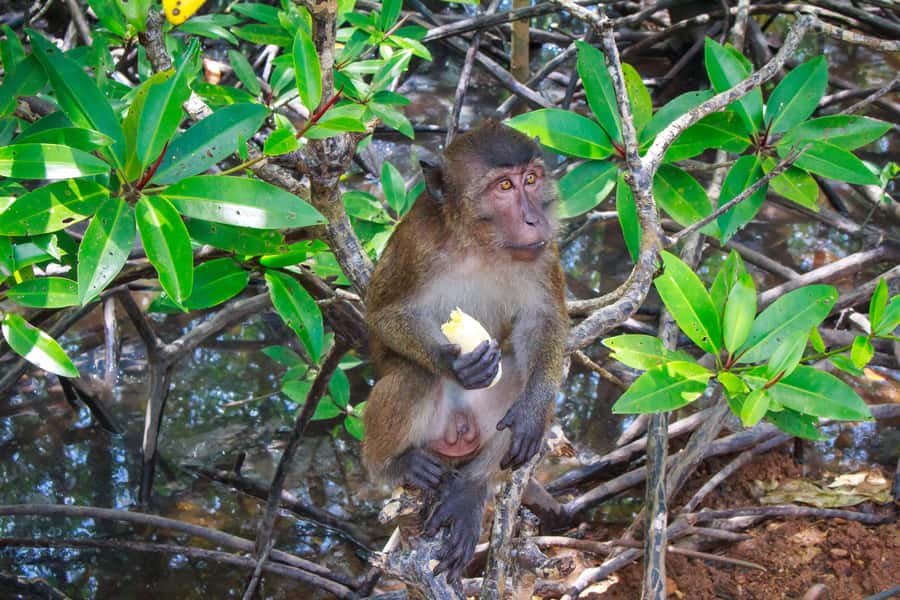 A Jungle-to-Sea Kayaking & Trekking Adventure in Phuket - Should You Book This Jungle-to-Sea Adventure?