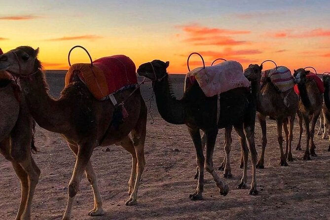 Agafay Desert-And Atlas Mountains & Camel-Trek-Day Trip From Marrakech - From the Atlas hills to Agafay: getting your desert fix without going all the way to Sahara
