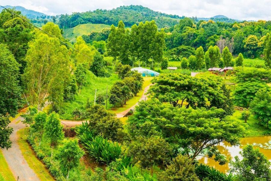 Akha & Lahu village trekking 1 day - Trekking Through Bamboo Jungle, Rice Fields, and Pineapple Plantations