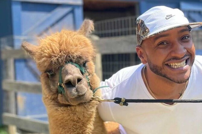 Alpaca and Llama Trek in Pleasant Valley - Who This Trek Is Best For (and Who Should Think Twice)