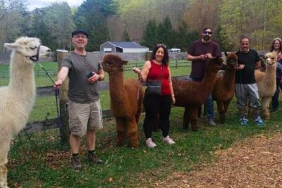 Alpaca and Llama Trek in Pleasant Valley - Where the Trek Starts at Lilymoore Farm (and How to Arrive Like a Pro)