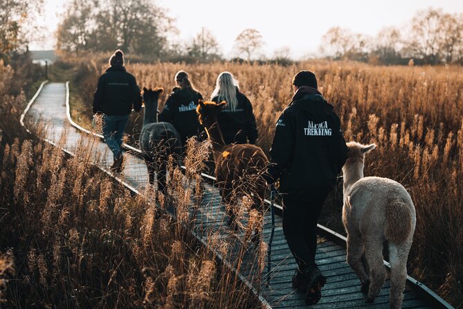 Alpaca & Donkey Trekking Experience at Wetley Moor Common - Key highlights at Wetley Moor Common