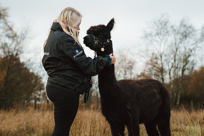 Alpaca & Donkey Trekking Experience at Wetley Moor Common - Wetley Moor Trekking in One Hour: Alpacas or Donkeys