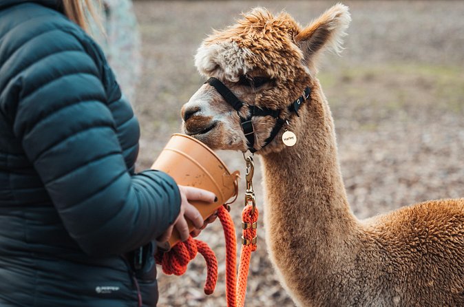 Alpaca & Donkey Trekking Experience at Wetley Moor Common - Photo Ops, Cuddles, and Animal Feeding Rewards