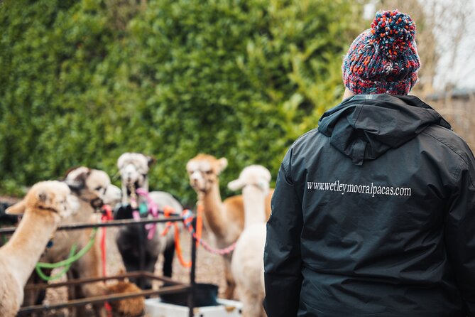 Alpaca & Donkey Trekking Experience at Wetley Moor Common - Price, Time, and Why This Feels Good Value