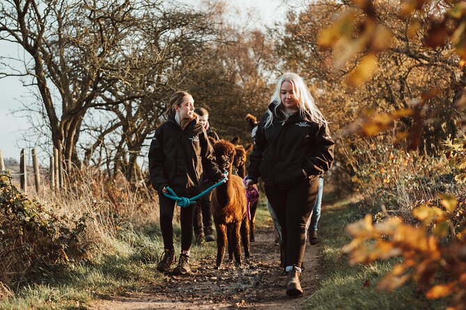 Alpaca & Donkey Trekking Experience at Wetley Moor Common - Choosing Your Walker: Age Rules, Carriers, and Calm Animals