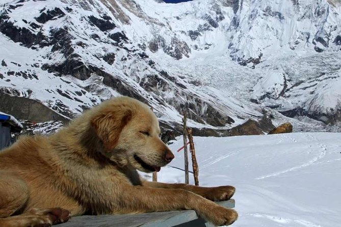 Annapurna Base Camp with Poon hill 9-Day Trek Itinerary - Key highlights you’ll feel from day one
