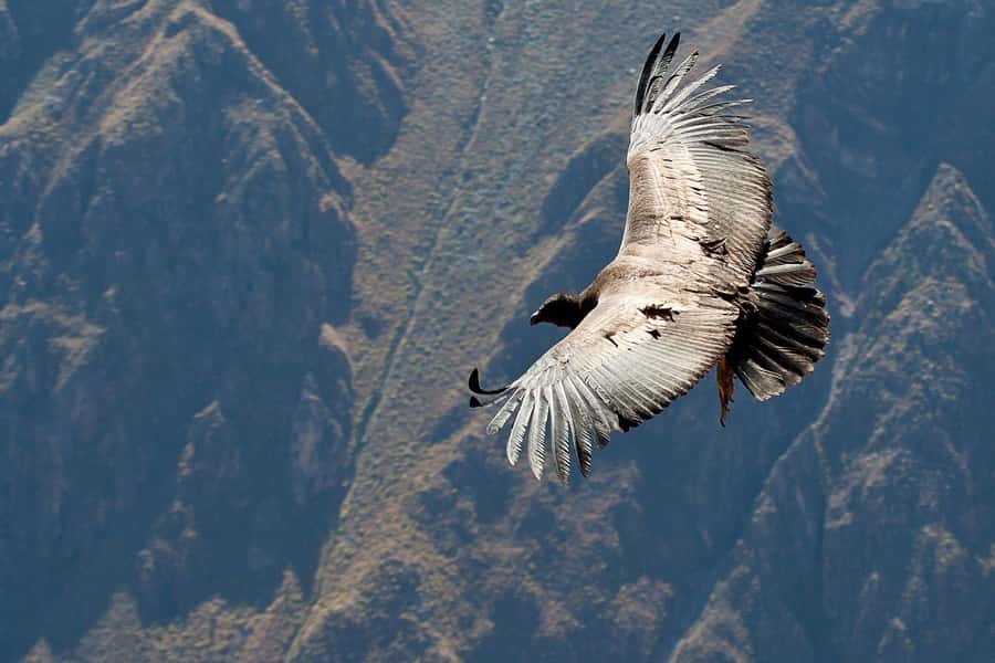 Arequipa: 2-day Colca Canyon Trekking, Ending in Puno - Hot springs near Chivay: Chacapi/Chacapi option and when it makes sense