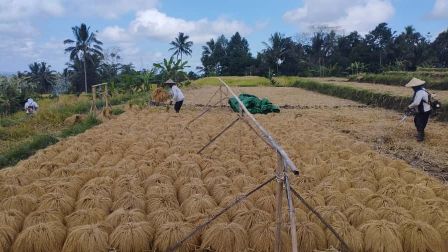 Bali: Jatiluwih Full-Day E-Bike and Trekking Tour - Key things to know before you go