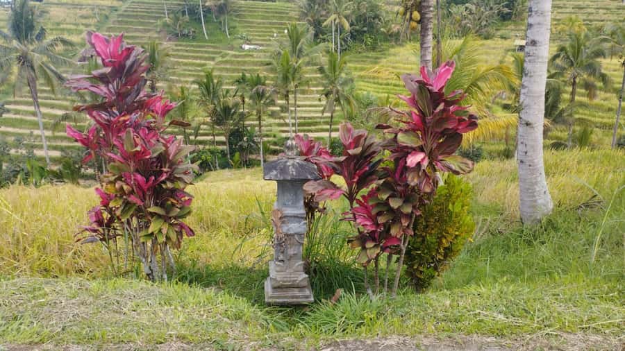 Bali: Jatiluwih Full-Day E-Bike and Trekking Tour - UNESCO Jatiluwih: what you’re really seeing from the terraces