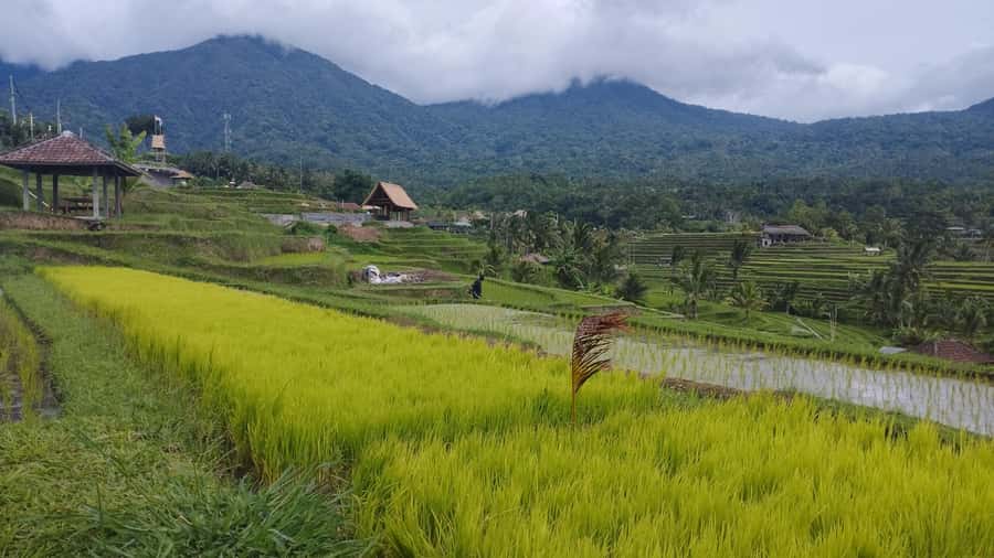 Bali: Jatiluwih Full-Day E-Bike and Trekking Tour - Lunch in the rice fields: how to make the meal part of the experience