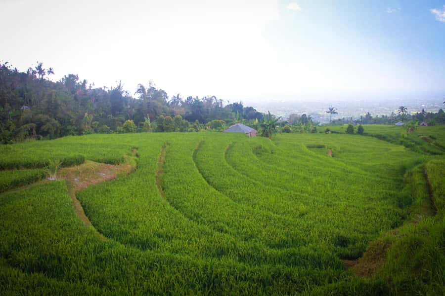 Bali: Sambangan Waterfalls Trekking, Sliding, & Jumping Trip - Sambangan to Waterfall Country: why this northern Bali day works
