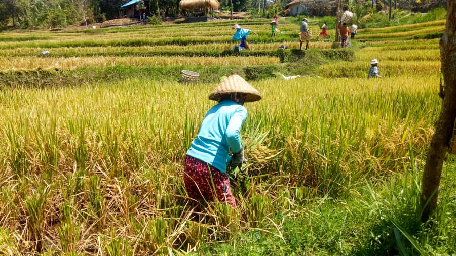 Bali: Sambangan Waterfalls Trekking, Sliding, & Jumping Trip - Food, base camp reset, and shower-ready comfort