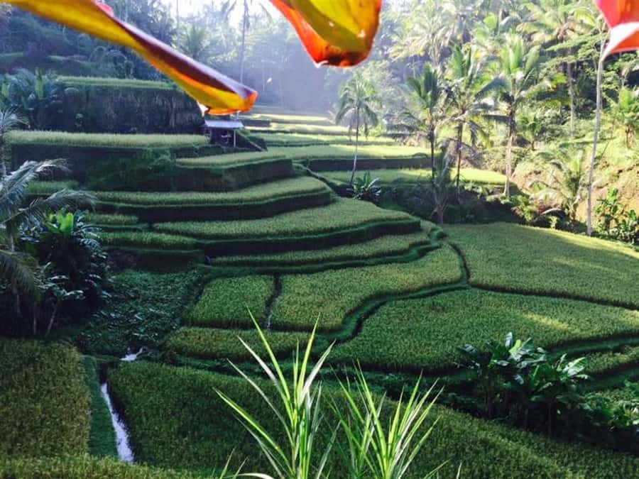 Banyumala Waterfall Trek, Bedugul and Lake Beratan Tour - From 8:00 AM hotel pickup to Bedugul cool air