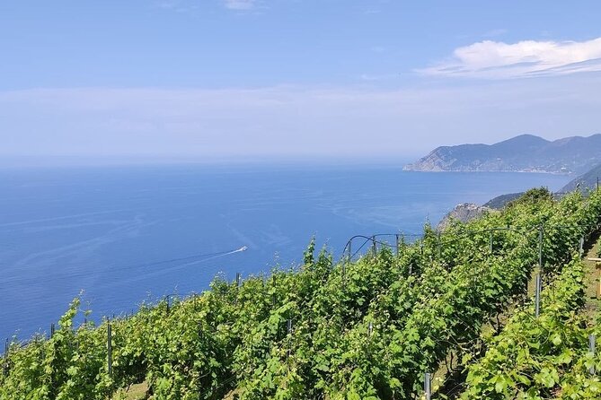 BarCa Winery Cinqueterre Trekking & Wine Tasting & Pesto Class - Key things you should know before you go