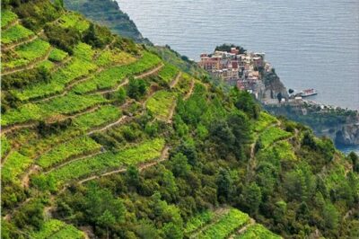 BarCa Winery Cinqueterre Trekking & Wine Tasting & Pesto Class - Price and time: what you actually get for $78.10