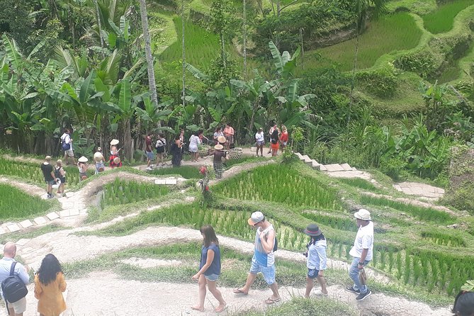 Batur Volcano Sunrise Trekking, Rice Teracce & Bali Coffee Plantation Tour - Climbing Mount Batur: sunrise views and steady steps