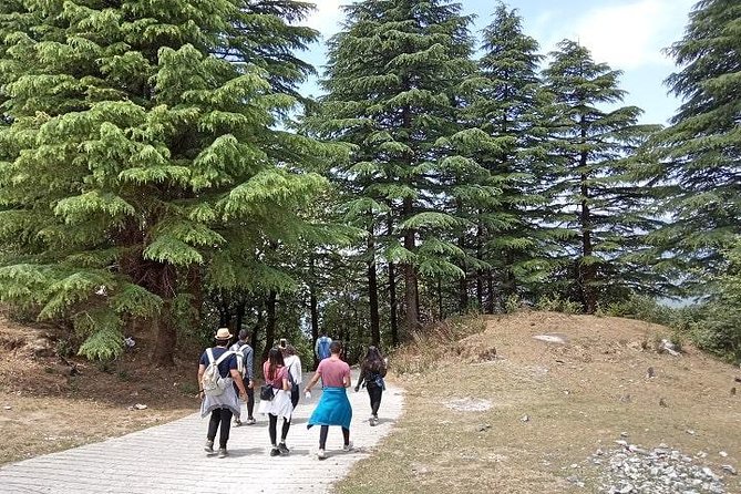 Bhadraj Forest Trek - Clouds End to Bhadraj Hill: The trek in plain terms