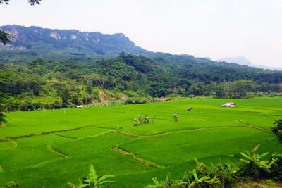 Bogor Botanical Garden & Rainforest Trekking to Hidden Waterfall - The countryside drive: rice fields, villages, and everyday life