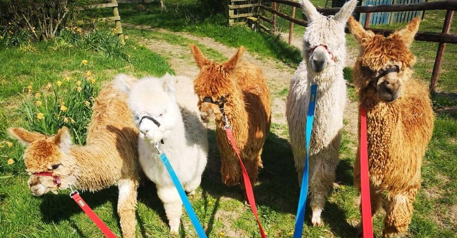 Brackenfield: Alpaca Trek - Key Highlights Worth Planning For