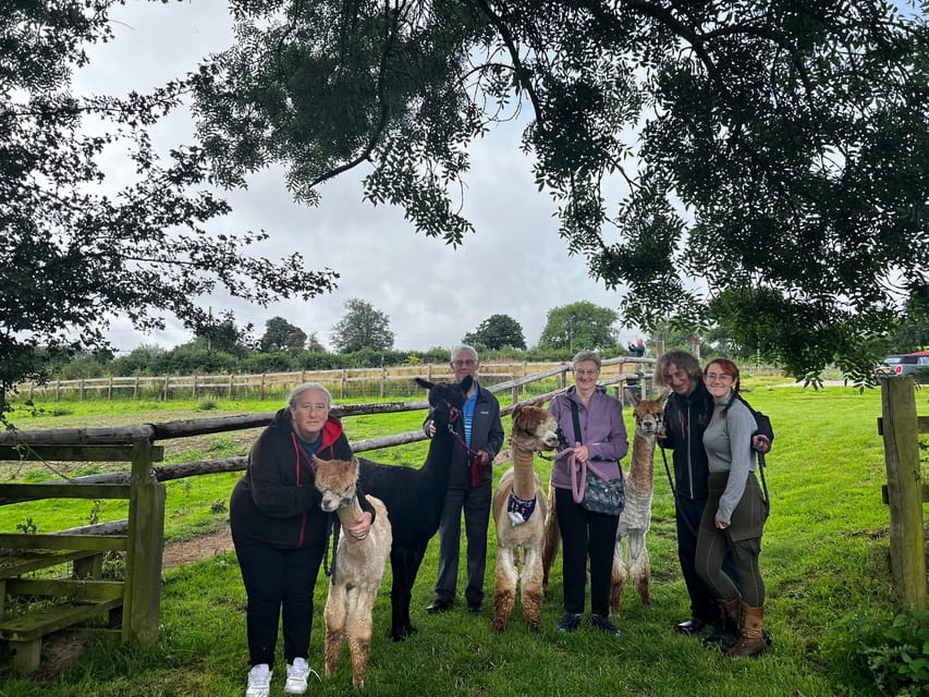 Brackenfield: Alpaca Trek - Should You Book the Brackenfield Alpaca Trek?