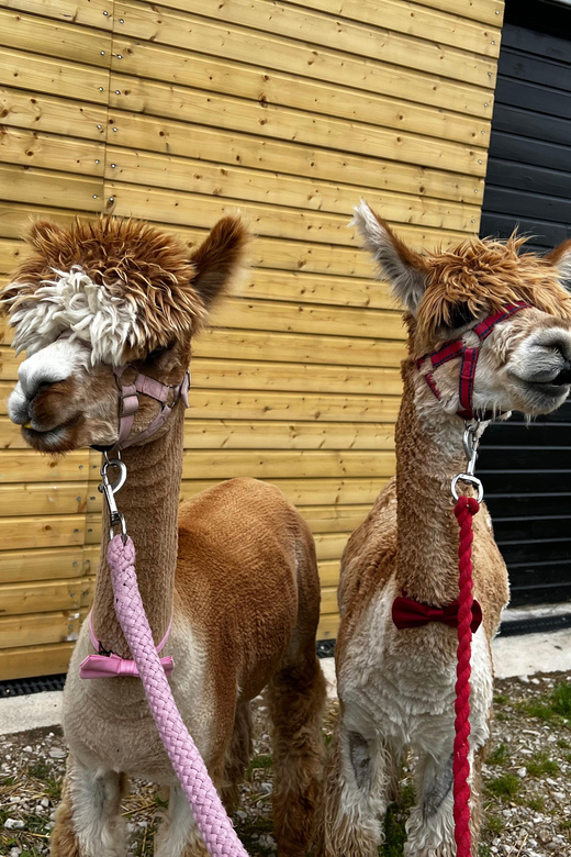 Brackenfield: Alpaca Trek - Rolling Hills of Derbyshire: What the Trek Feels Like