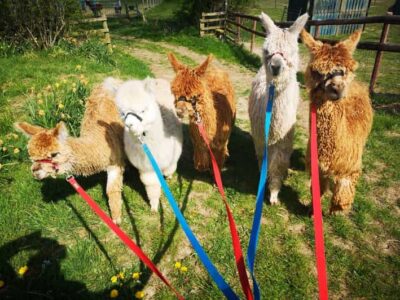 Brackenfield: Alpaca Trek - Meeting Your Walking Companion and Learning the Dos and Don’ts