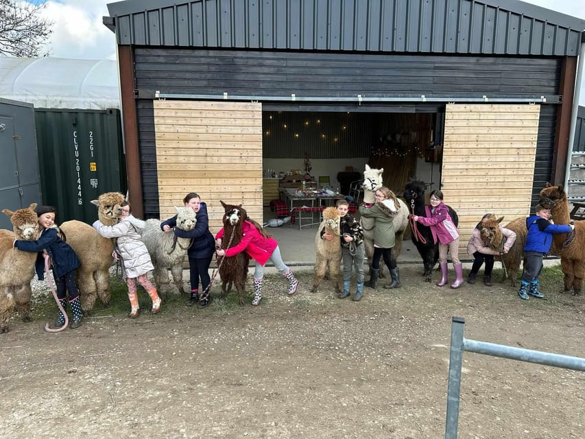 Brackenfield: Alpaca Trek - Paddock Time and Hand Feeding: Getting Up Close Safely