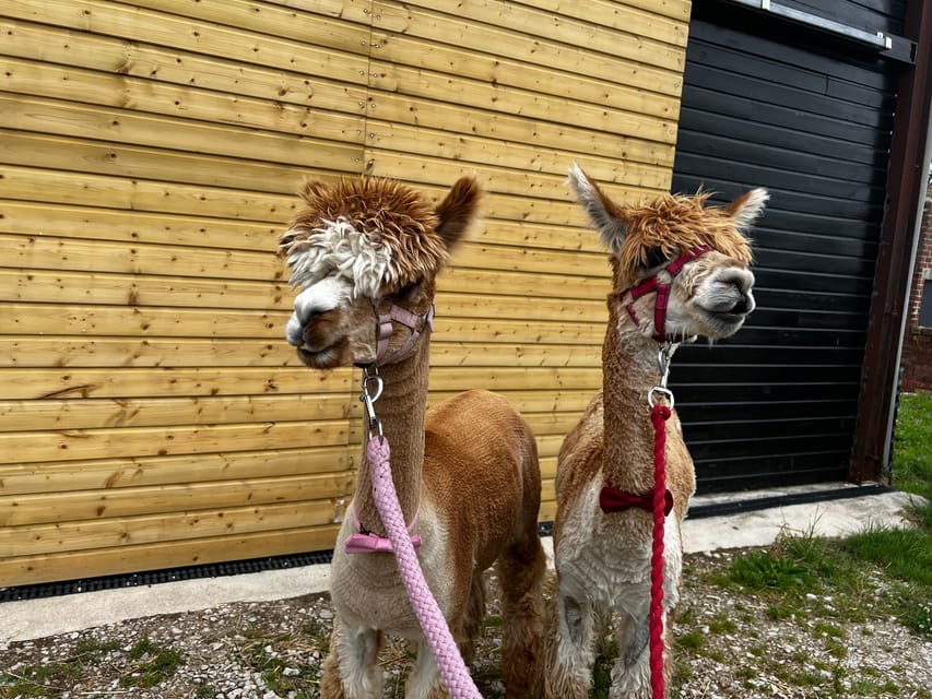 Brackenfield: Alpaca Trek - Rustic Barn Refreshments and Weekend Shortbread