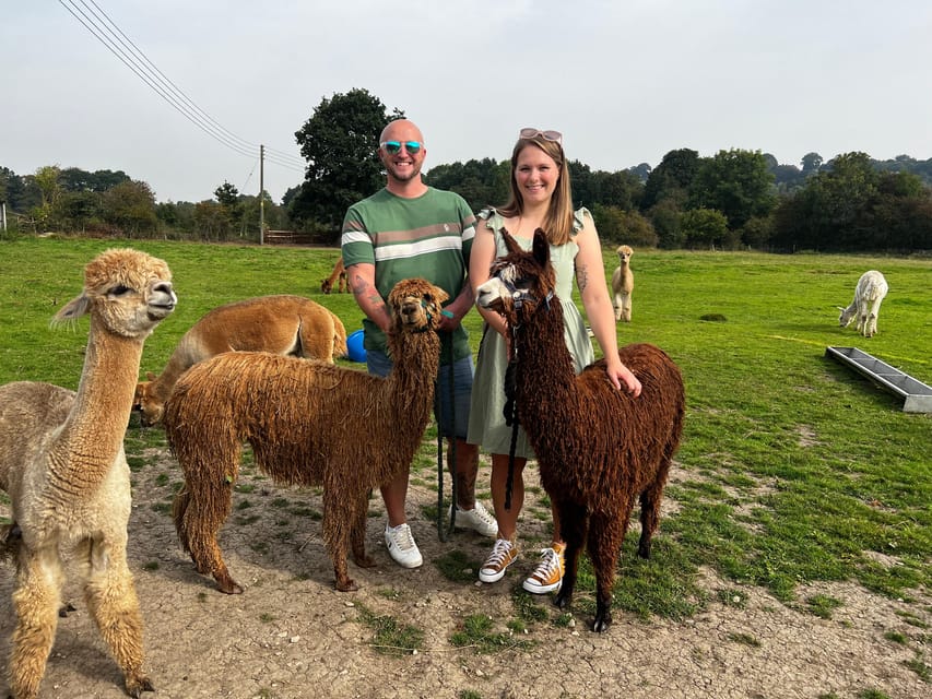 Brackenfield: Alpaca Trek - Practical Tips Before You Go (So Nothing Gets in Your Way)