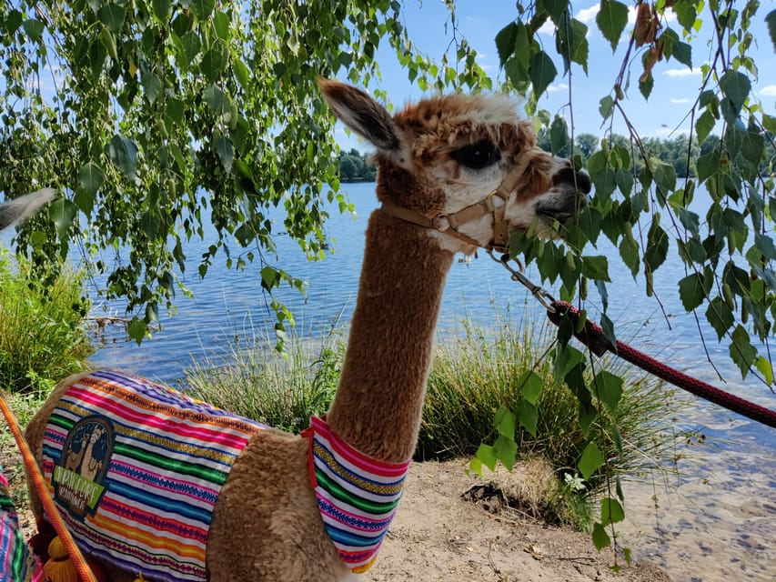 Braunschweig: Alpaca Trekking Tour - Key takeaways before you go