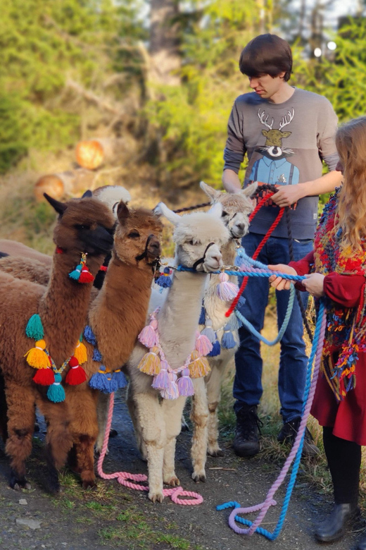 Braunschweig: Alpaca Trekking Tour - Who Should Book This Alpaca Trek (and Who Should Skip It)