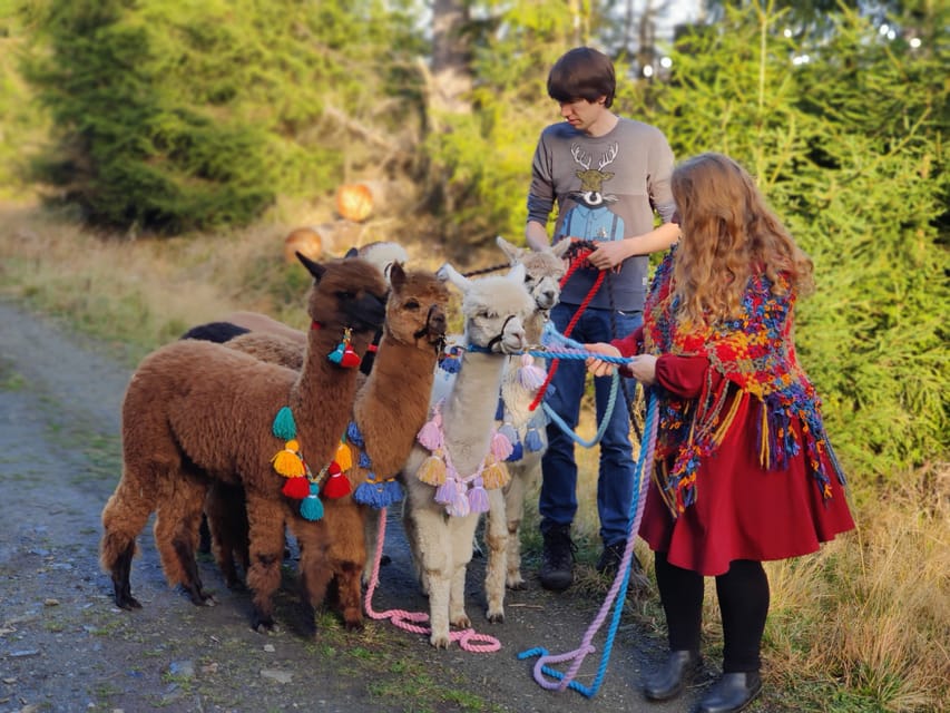 Braunschweig: Alpaca Trekking Tour - Braunschweig’s Alpaca Trek: What Makes 90 Minutes Feel Like More