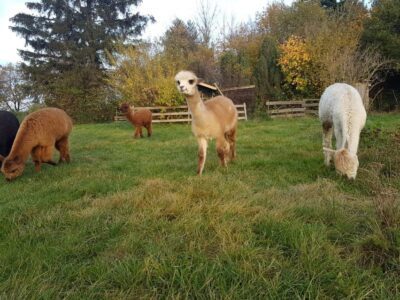 Braunschweig: Alpaca Trekking Tour - Where You Start: Südsee-Weide, Hotel Aquarius, and the Alte Leipziger Str. Spot