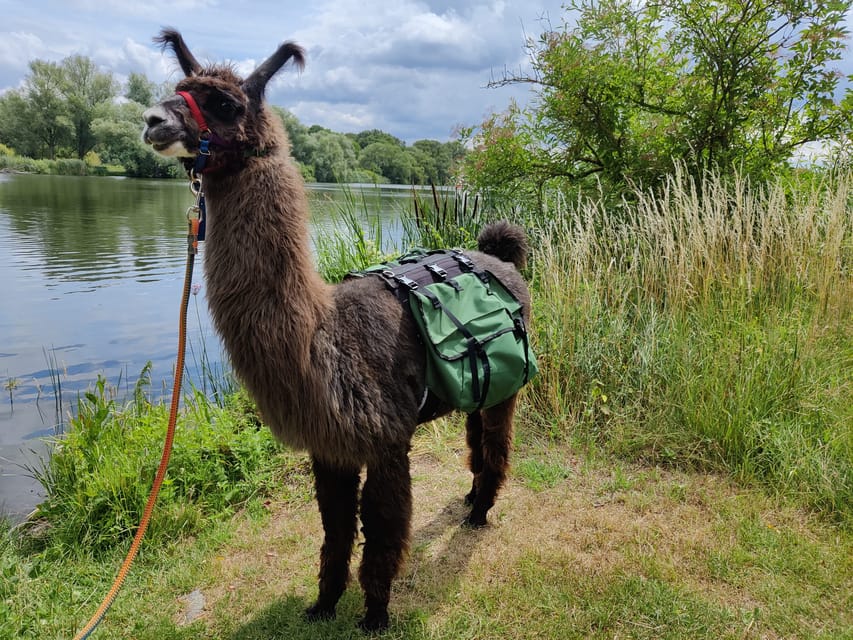 Braunschweig: Alpaca Trekking Tour - The Riverside Walk: Oker, Lake Südsee, and the Best Photo Stop Moment