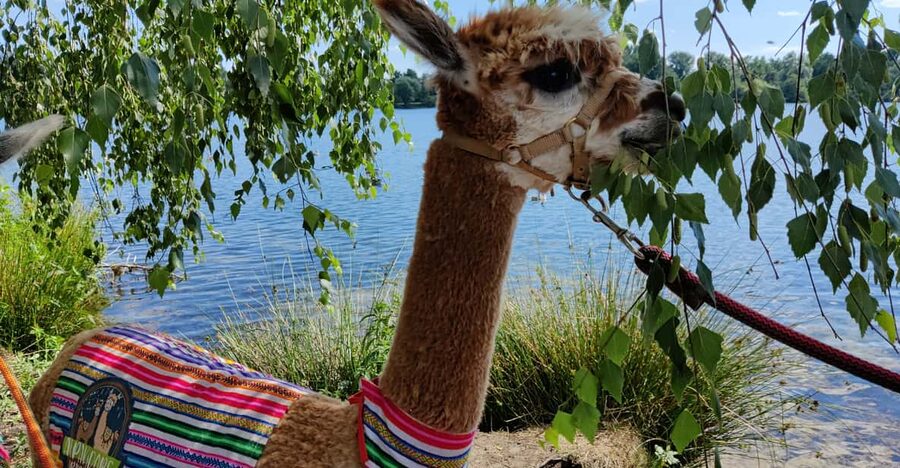Braunschweig: Alpaca Trekking Tour - Back at the Starting Point: Cuddles, Facilities, and Pepe’s Personality